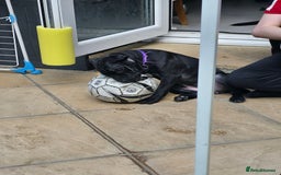 Staffordshire Bull Terrier dogs for sale: Black and blue stocky staffy puppies  in London - Image 18