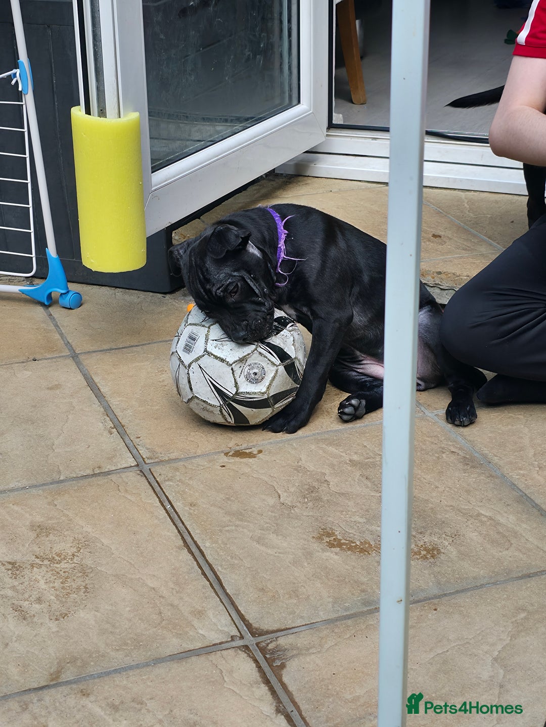 Staffordshire Bull Terrier dogs for sale: Black and blue stocky staffy puppies  in London - Image 18