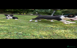 Border Collie dogs for sale: Gorgeous Border Collie Puppies  - Image 7