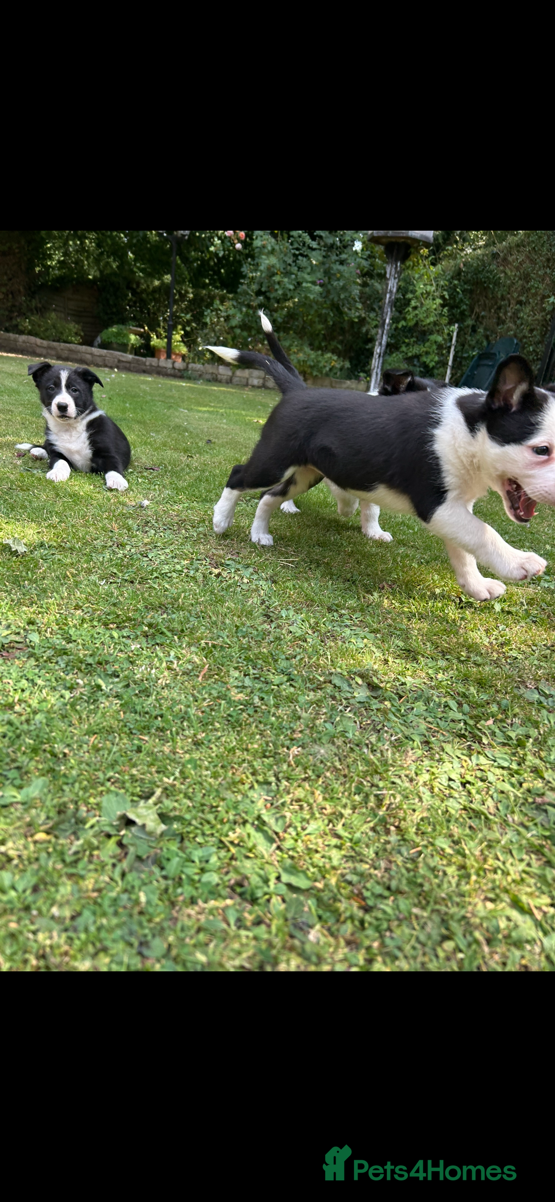 Border Collie dogs for sale: Gorgeous Border Collie Puppies  - Image 7