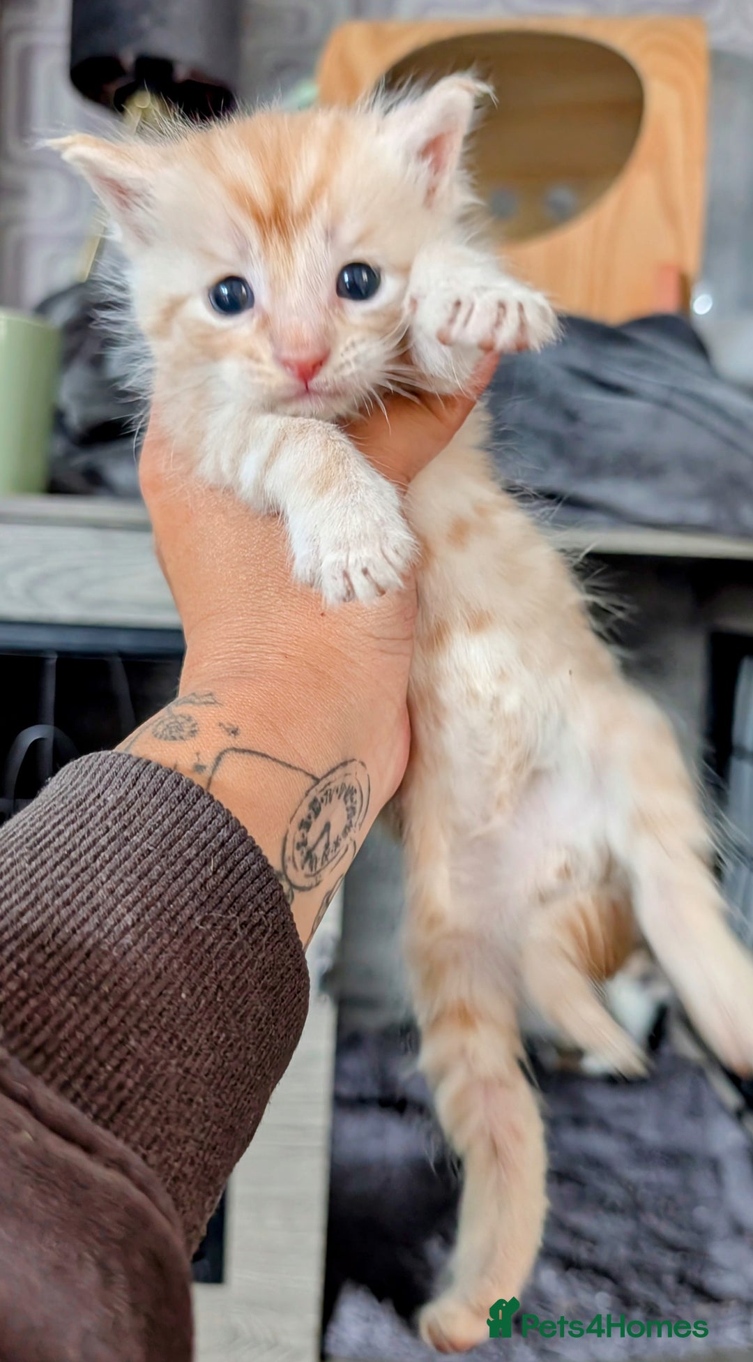 Maine Coon cats for sale: Maine coon  - Image 1