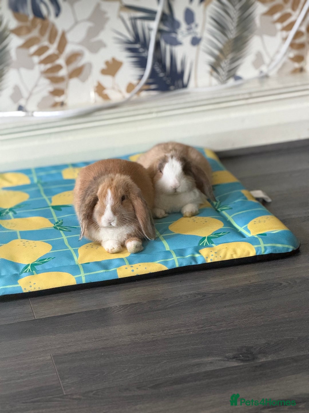 Mini Lop rabbits for sale: Mini lop brothers - Advert 9