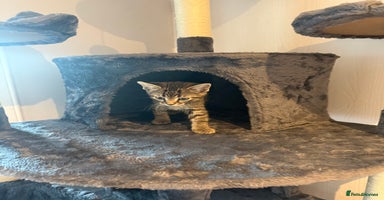 Mixed Breed cats - Advert 4