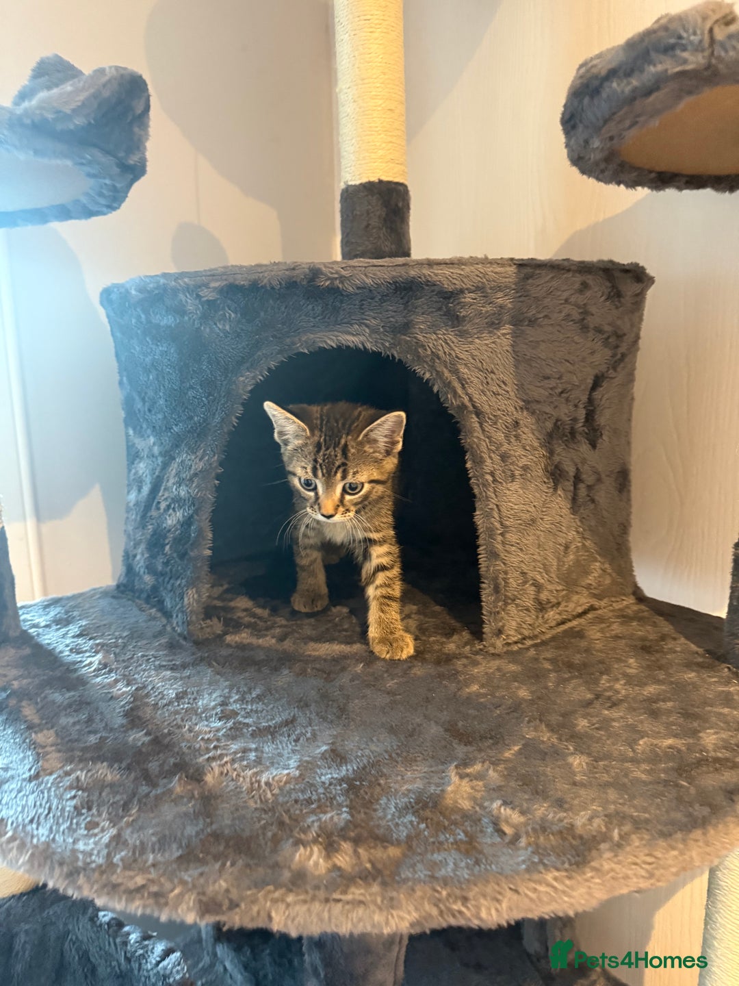 Mixed Breed cats for sale: Adorable 10-Week-Old Kittens for Sale!  - Image 3