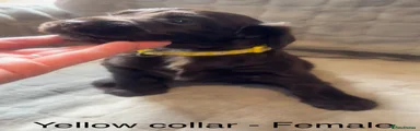 Yellow Collar