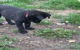German Shepherd dogs for sale: German shepherd puppies ready to leave now - Image 3