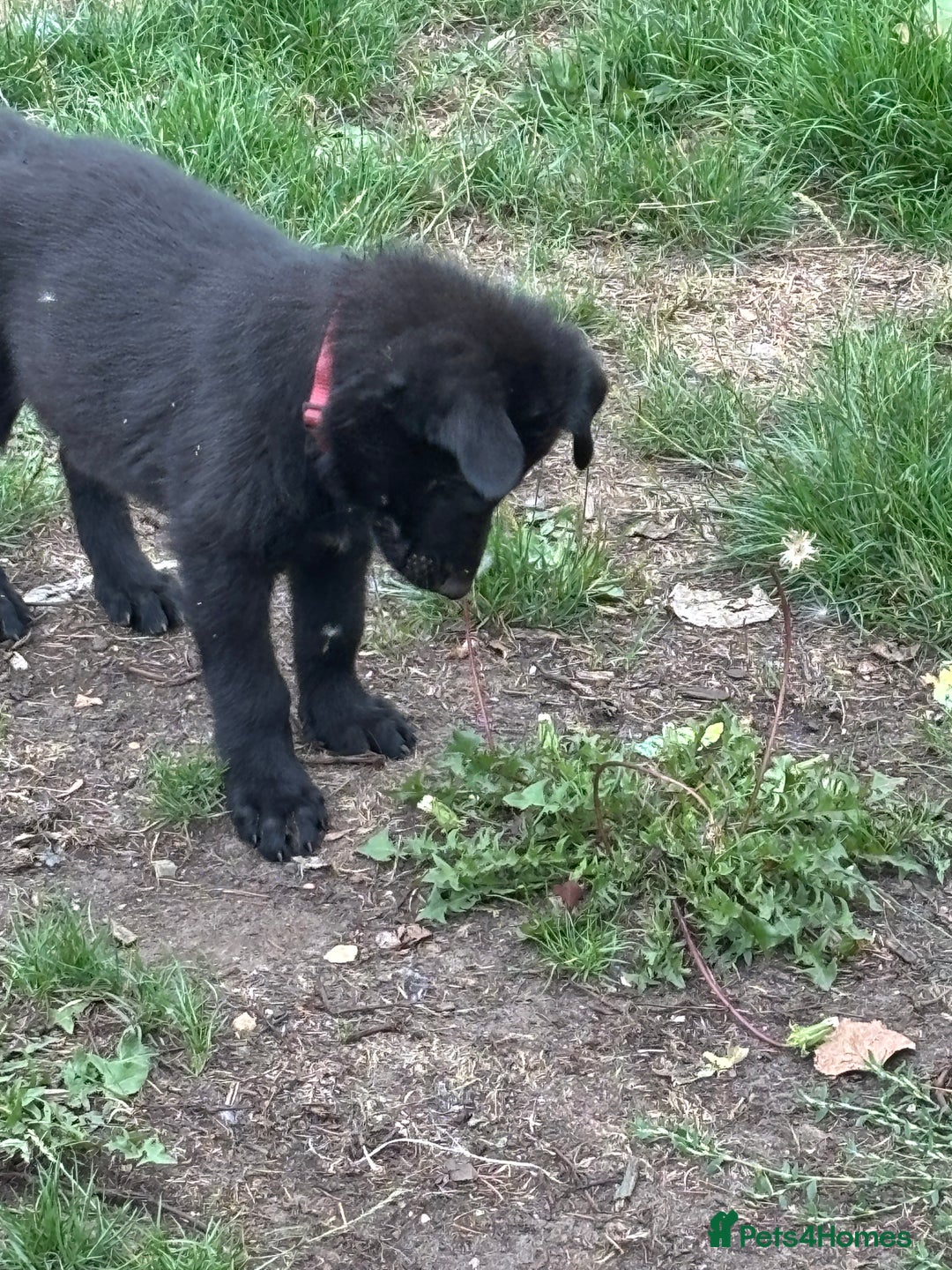 German Shepherd dogs for sale: German shepherd puppies ready to leave now - Image 3