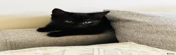 British Shorthair cats for sale: 2 x all black male kittens in Crawley - Advert 3