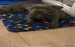 Staffordshire Bull Terrier dogs for sale: solid blues - Image 1