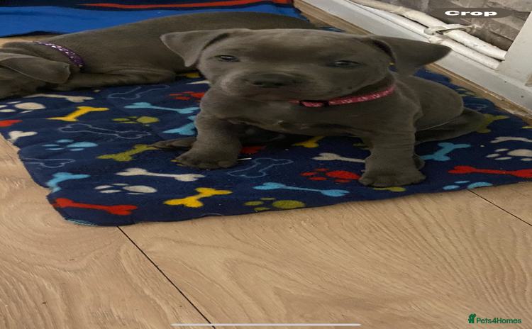Staffordshire Bull Terrier dogs - Advert 12