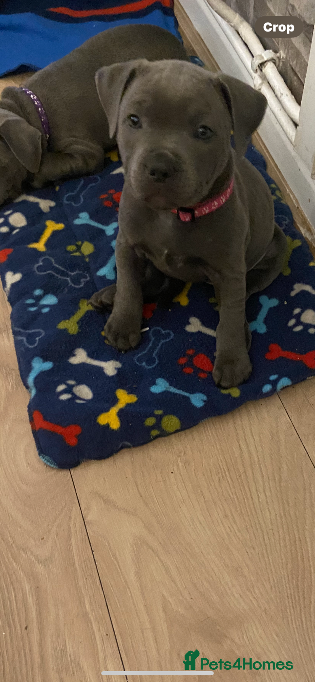 Staffordshire Bull Terrier dogs for sale: solid blues - Image 1
