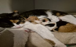 Mixed Breed cats for sale: Beautiful kittens  - Image 8