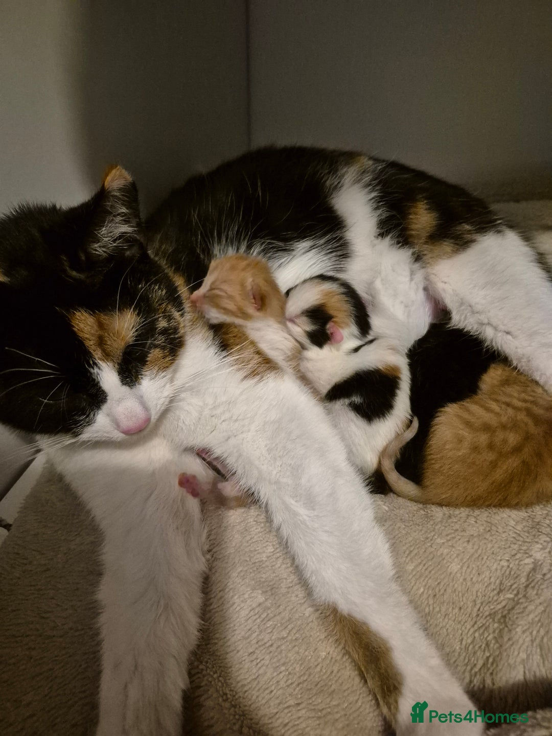 Mixed Breed cats for sale: Beautiful kittens  - Image 8