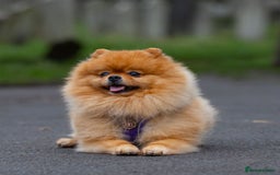 Pomeranian dogs for sale: 3 male Pomeranian puppies, 1 cream, 2 cream sable. - Image 17