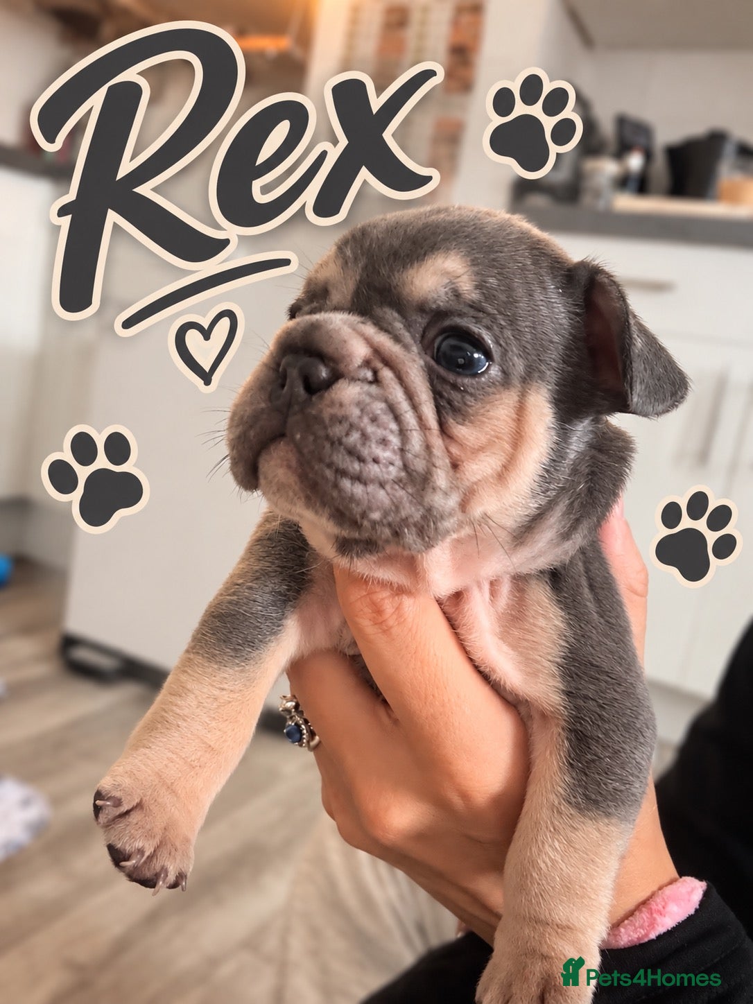 French Bulldog dogs KC French Bulldogs  - Advert 1