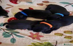 Mixed Breed dogs for sale: Staffy X puppies - Advert 6