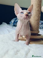 Sphynx cats TICA Registered Sphynx Kittens – Ready to move - Advert 6