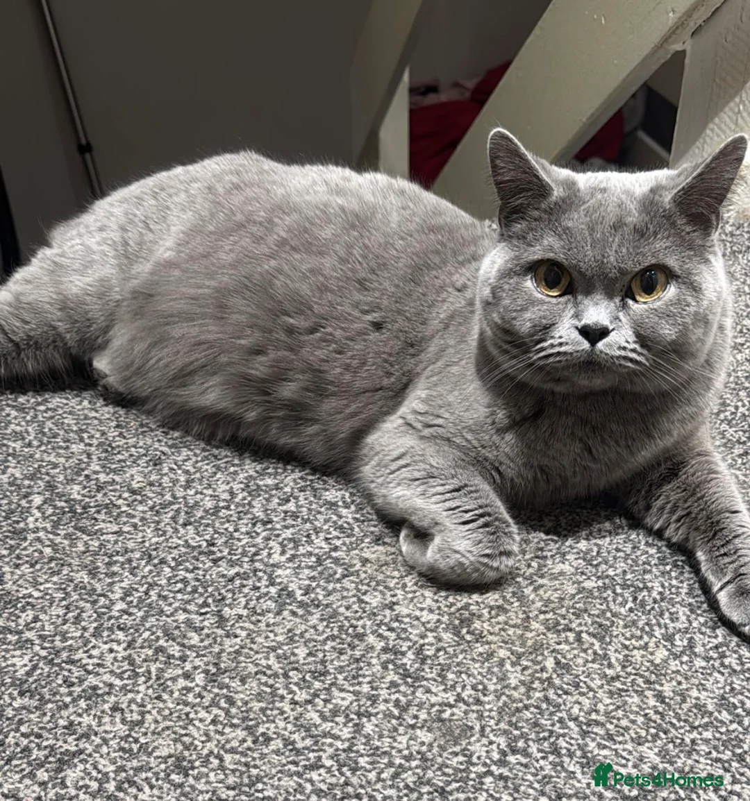 British Shorthair cats for sale: Lilac/Fawn British Blue Chunky Babies  - Advert 2