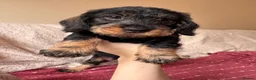 Dachshund dogs for sale: 5 Standard wire hair daschunds - Advert 4