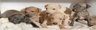 Italian Greyhound 5