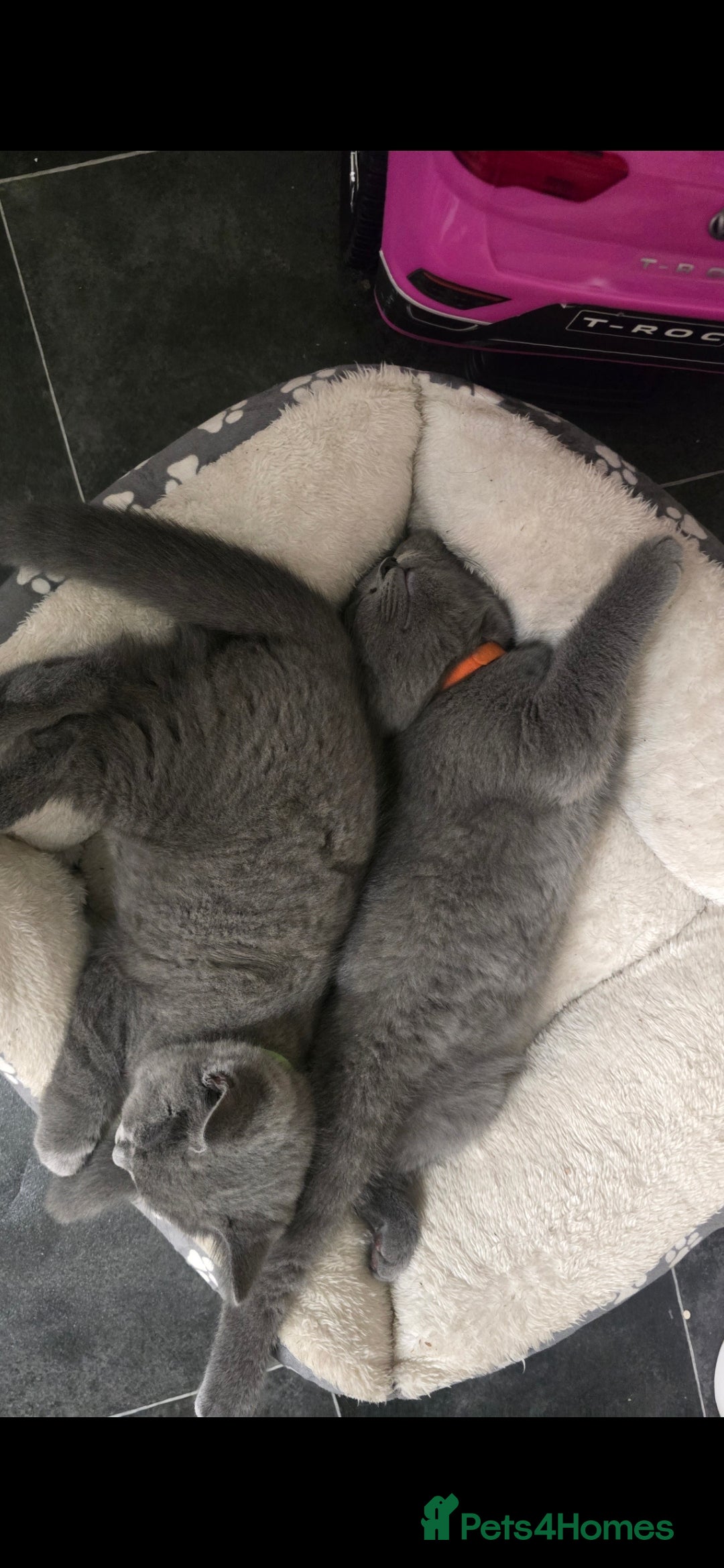 British Shorthair cats for sale: British Short-hair Kittens x3  - Image 7