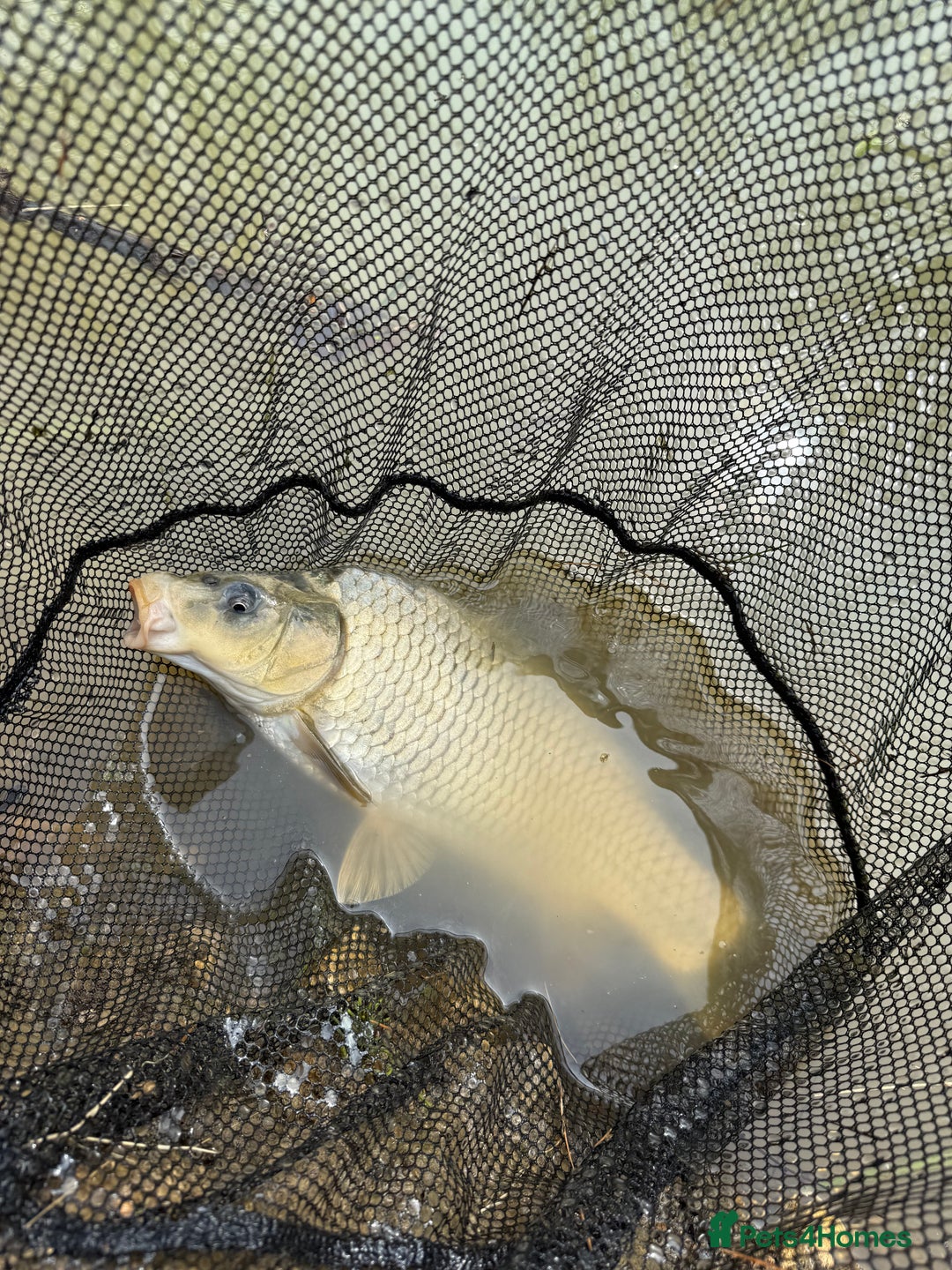 Koi Carp fish for sale: Koi/Carp/Goldfish available  - Image 7