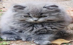 British Longhair cats for sale: Blue & Lilac Gorgeous British longhair kittens - Image 23