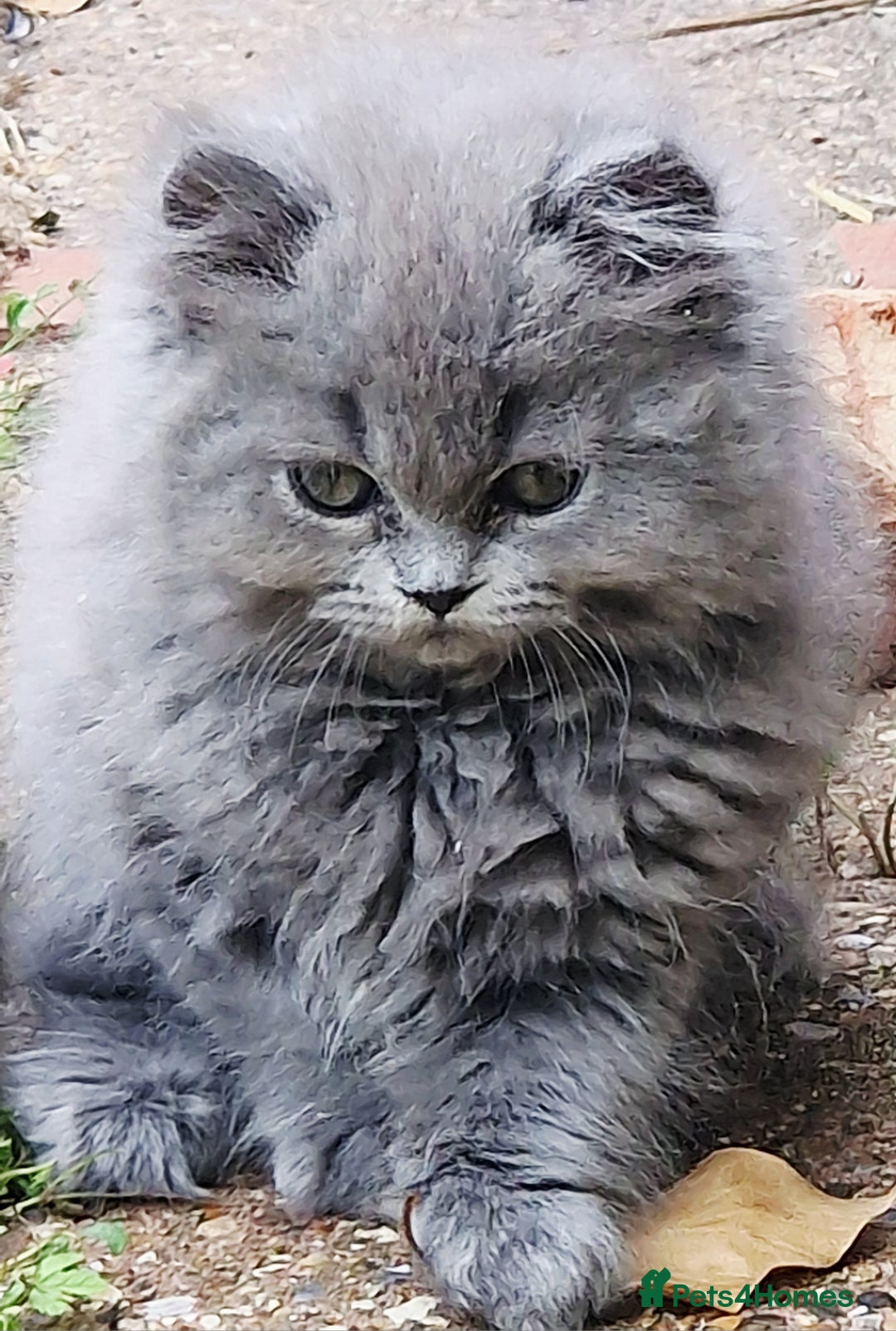 British Longhair cats for sale: Blue & Lilac Gorgeous British longhair kittens - Image 23