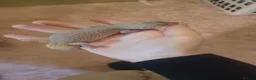 Leopard Gecko reptiles for sale: Female Leucistic Leopard Gecko - Advert 2