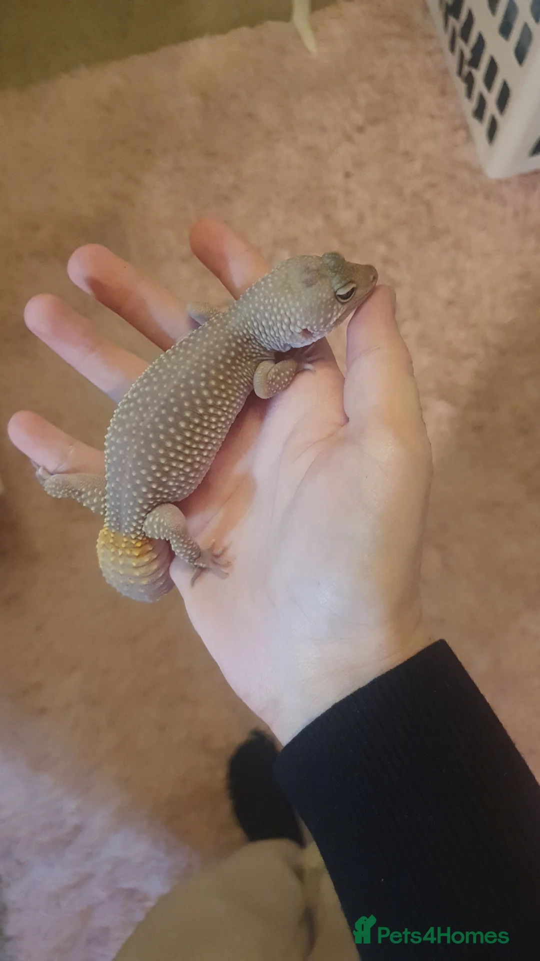 Leopard Gecko reptiles for sale: Female Leucistic Leopard Gecko - Advert 2