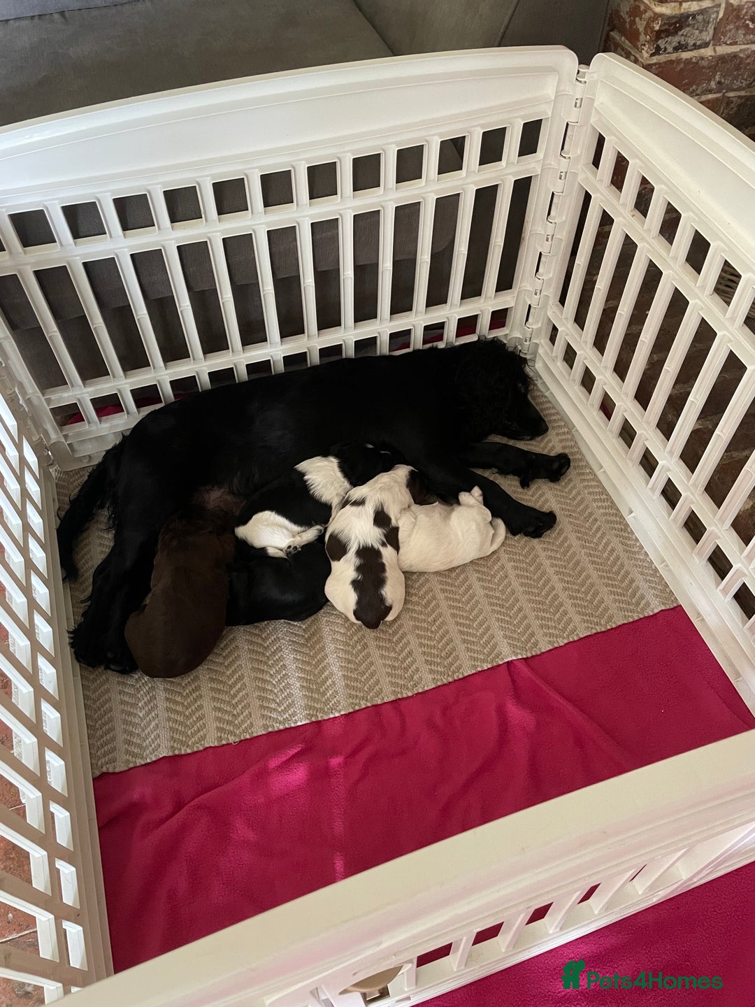 Cocker Spaniel dogs for sale: Stunning Working Cocker Spaniel pups  - Image 8