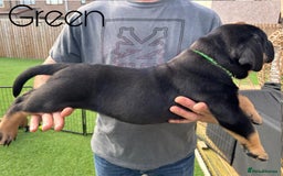Cane Corso dogs for sale: Cane corso x pups - Image 9