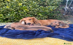 Dachshund dogs for sale: 2 American Red Long Haired Dachshund Puppies - Image 8