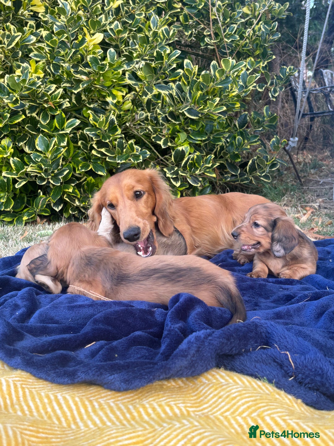 Dachshund dogs for sale: 2 American Red Long Haired Dachshund Puppies - Image 8
