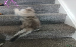 Persian cats for sale: Pedigree Registerd kitten - Image 4