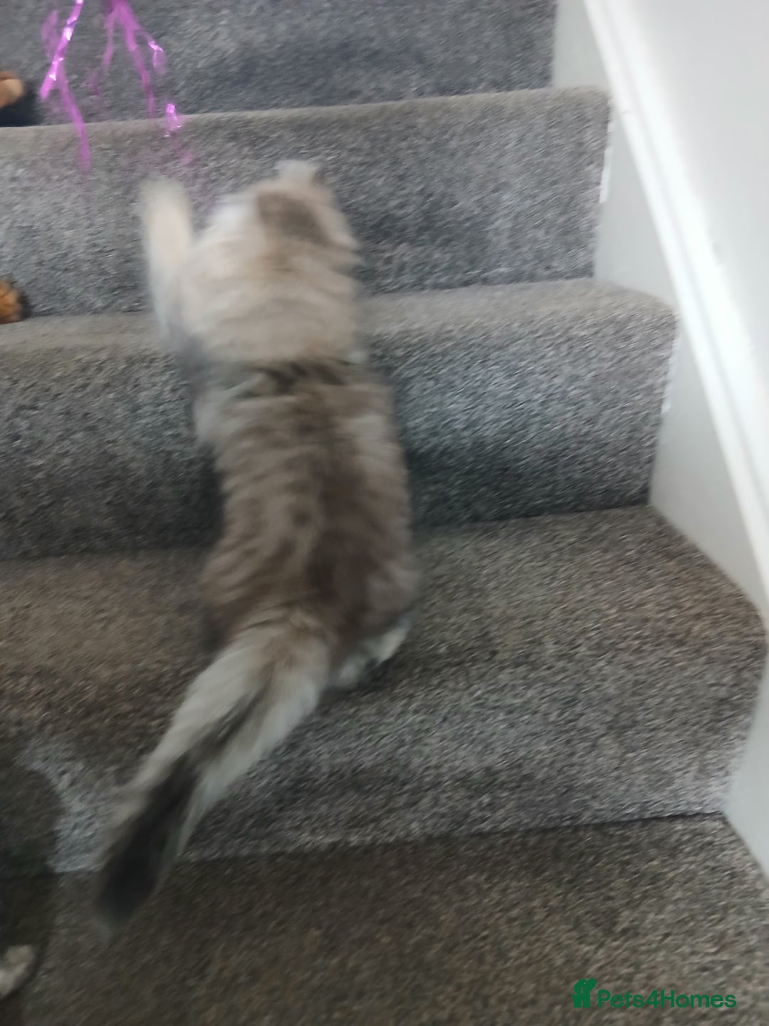 Persian cats for sale: Pedigree Registerd kitten - Image 4