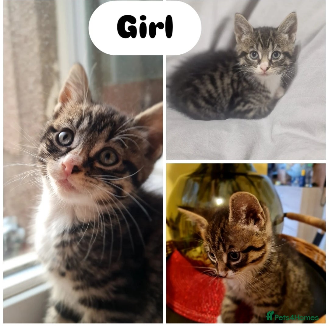 Mixed Breed cats for sale: Beautiful 6 mixed-breed kittens!  - Image 4