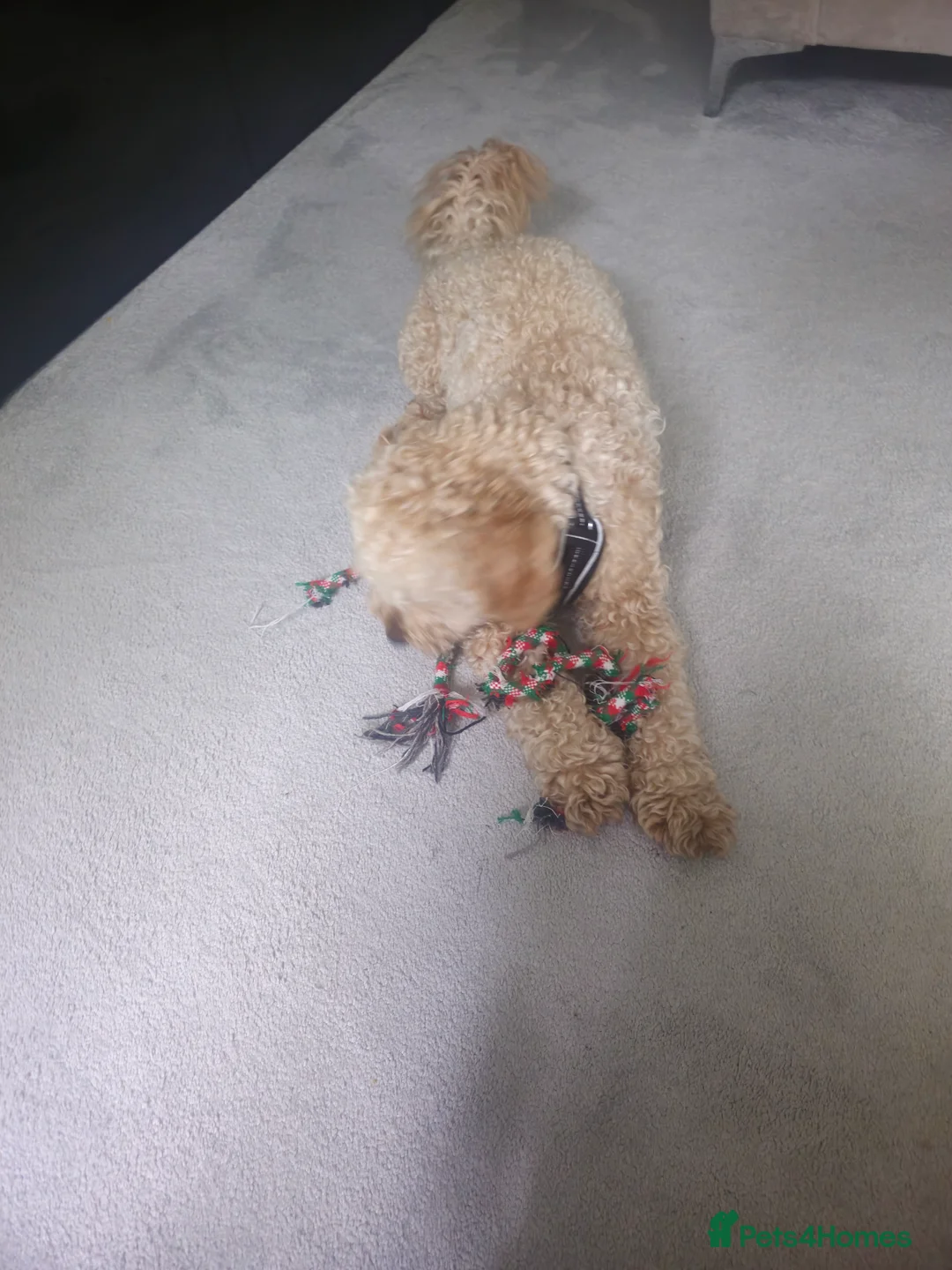Miniature Poodle dogs for stud: KC Registered [miniature poodle] Male – Stud in Wilmslow - Advert 2
