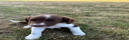 Sprollie dogs for sale: Stunning Sprollie Pups  in Stafford - Advert 7