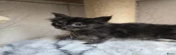 Maine Coon cats for sale: Hand Reared Black Smoke Maine Coon Kittens - Advert 8