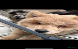 Chow Chow dogs for sale: 2 Beautiful Male Chow Chow Puppies for sale  - Image 6