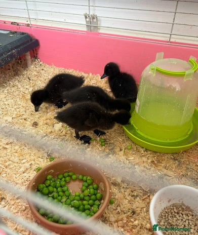 Ducks poultry - Advert 7