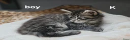 Maine Coon cats for sale: Large Maine Coon kittens regd European bloodline - Advert 15