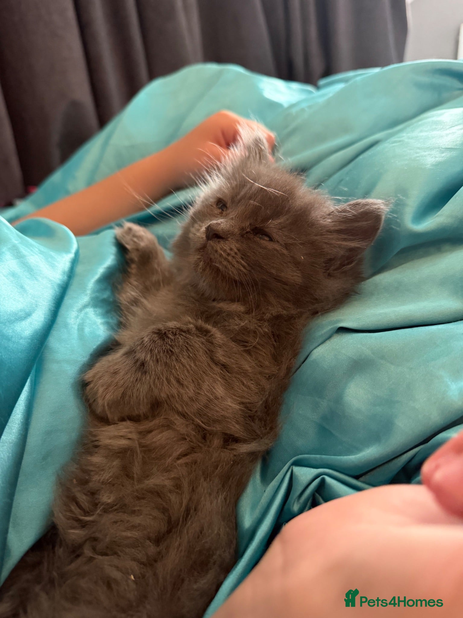 British Longhair cats * READY NOW* Stunning blue BLH kittens  - Advert 16