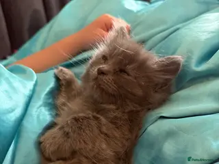 British Longhair cats Gorgeous blue BLH kittens - Advert 6