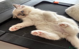 Ragdoll cats for sale: 5 generation ragdolls - Image 5
