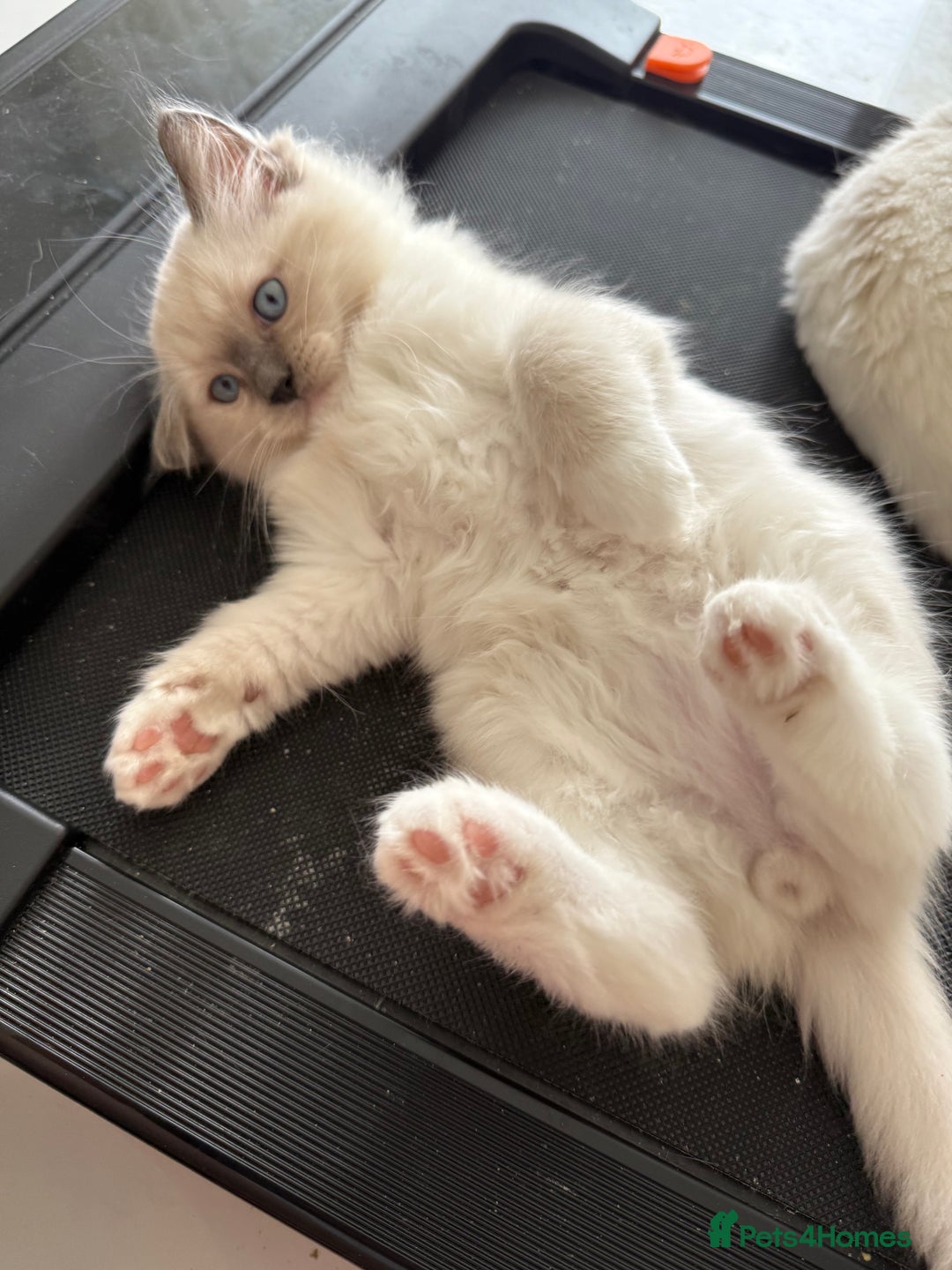 Ragdoll cats for sale: 5 generation ragdolls - Image 5