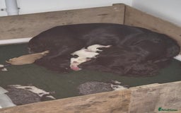 Sprocker dogs for sale: Sprocker Spaniel Puppies - Image 6