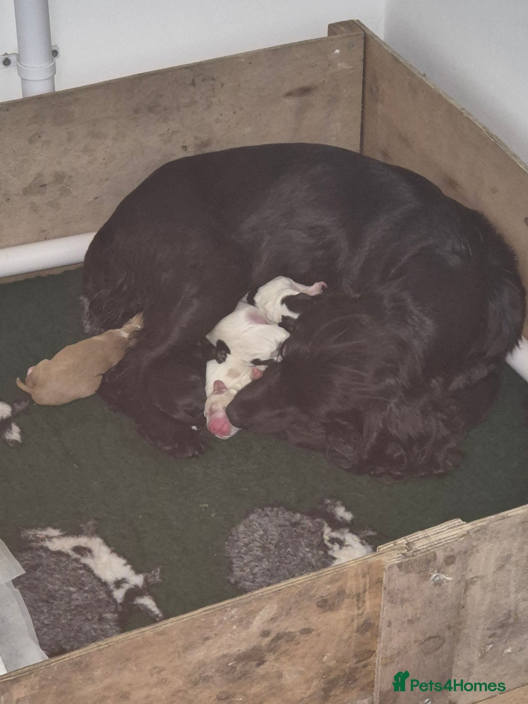 Sprocker dogs for sale: Sprocker Spaniel Puppies - Image 6