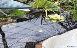 Koi Carp fish for sale: 2 koi and 3 goldfish  - Advert 2